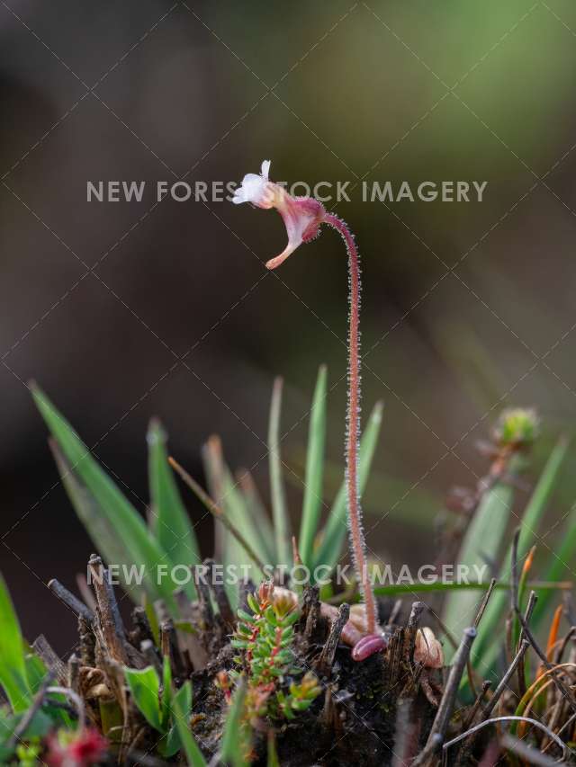 Pale Butterwort 02