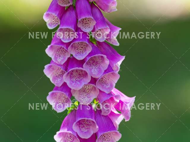 Foxglove 11