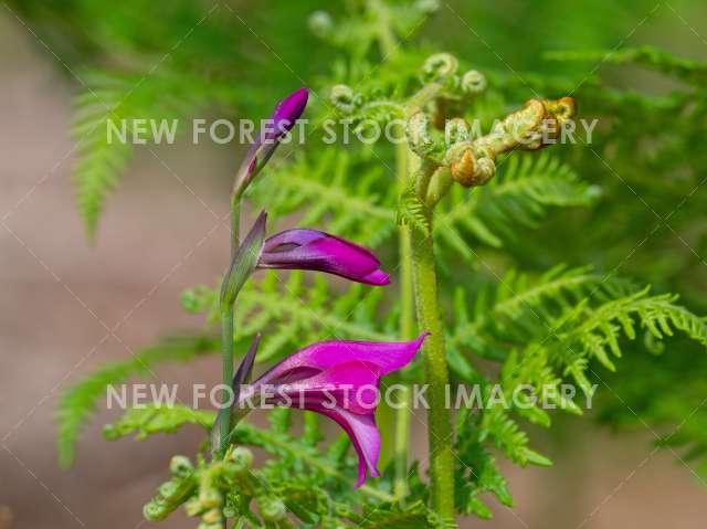Wild Gladiolus 11