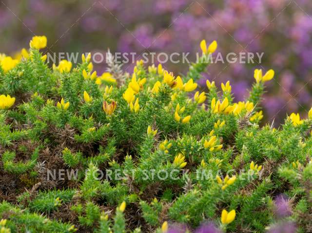 Dwarf Gorse 02