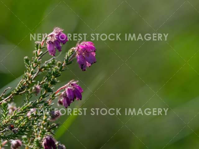 Cross Leaved Heath 03