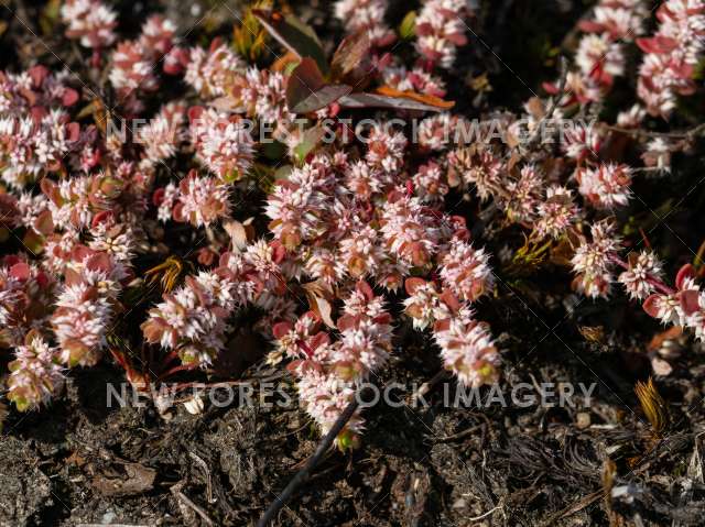 Coral Necklace 04