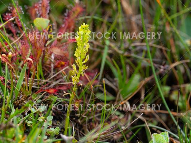 Bog Orchid 03