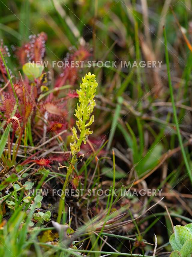 Bog Orchid 04