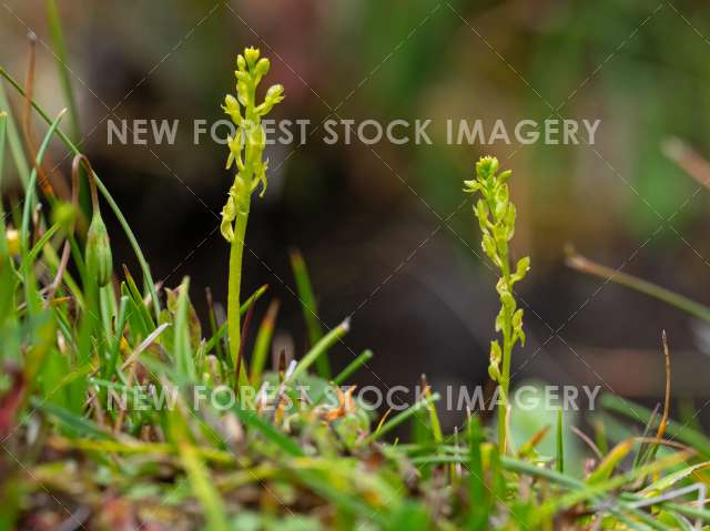 Bog Orchid 05