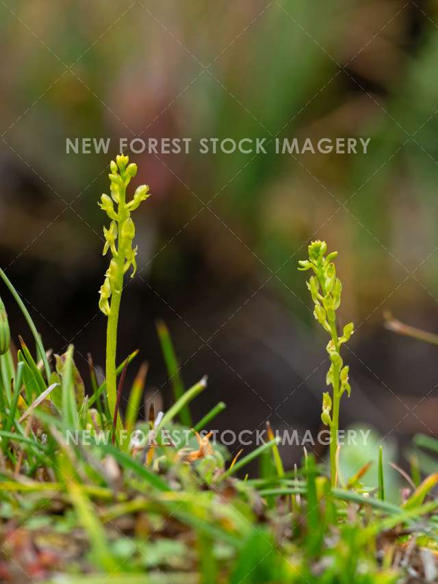 Bog Orchid 06