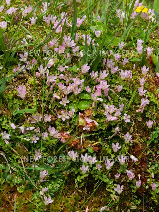 Bog Pimpernel 03