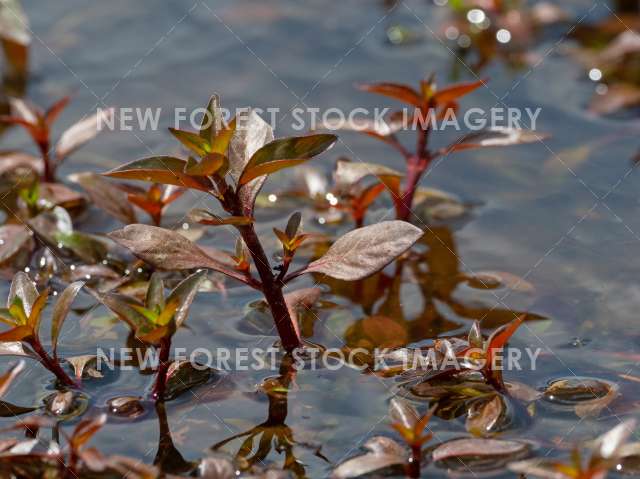 Hampshire Purslane 03