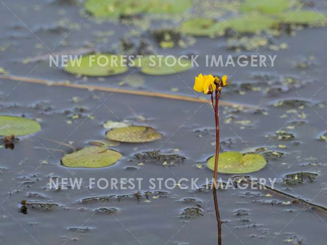 Greater Bladderwort 01