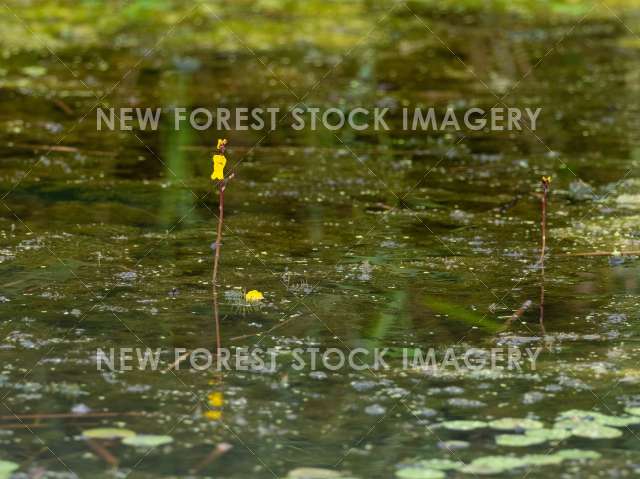 Greater Bladderwort 03