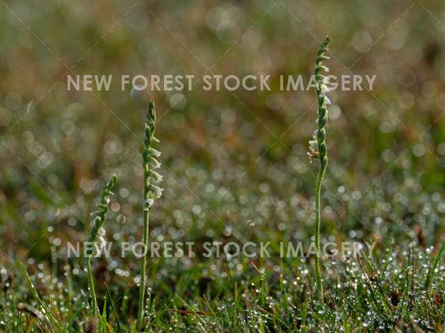 Autumn Lady's Tresses 09