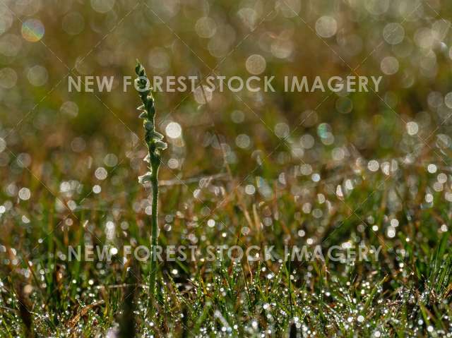 Autumn Lady's Tresses 10