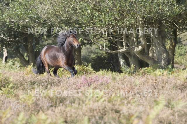 Pony on Heathland 01