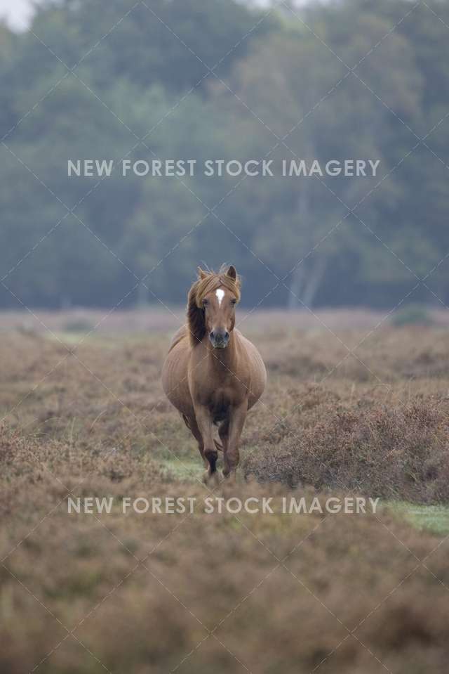Pony on Heathland 02