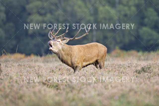 Red Deer 02