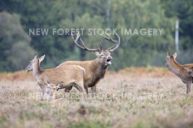 Red Deer 03