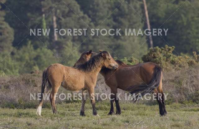 Pony on Heathland 05