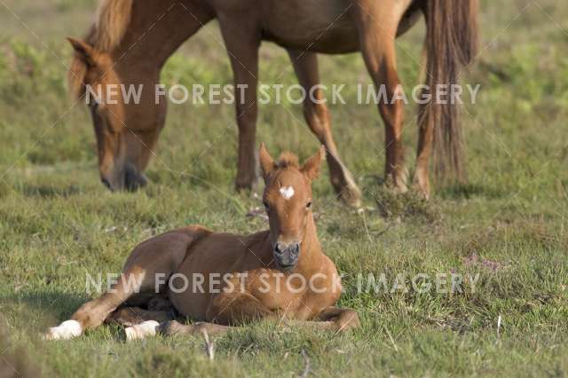 Pony and Foal 02