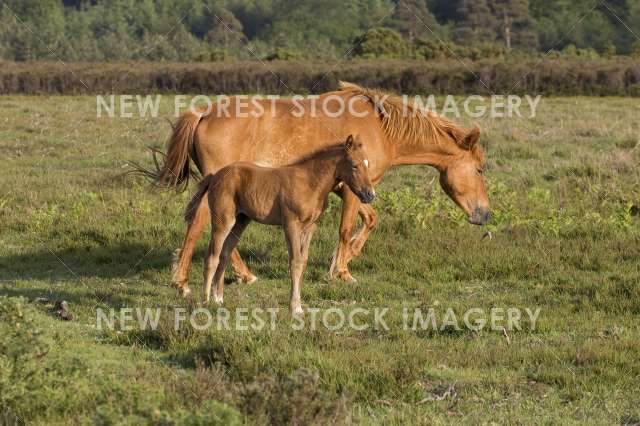 Pony and Foal 03