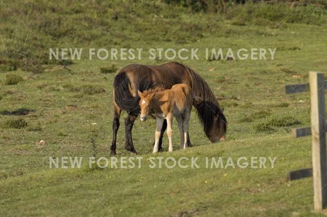 Pony and Foal 04
