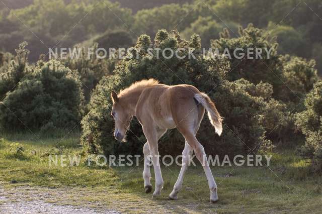 Pony Foal 01