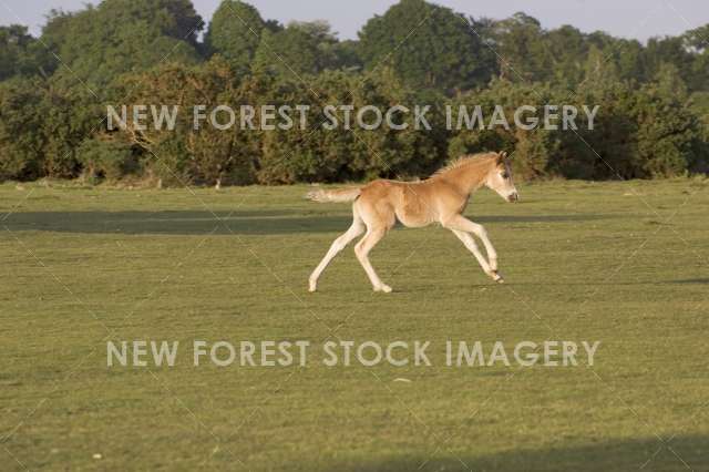 Pony Foal 02