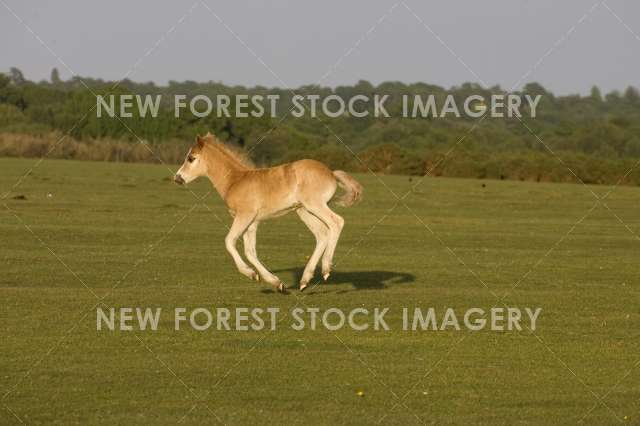 Pony Foal 03