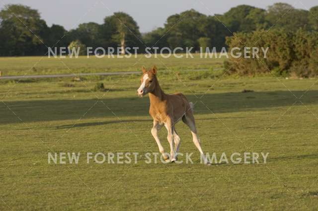 Pony Foal 04
