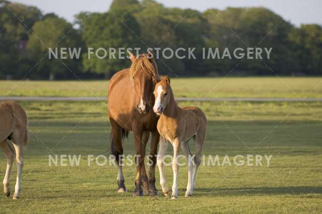 Pony and Foal 05