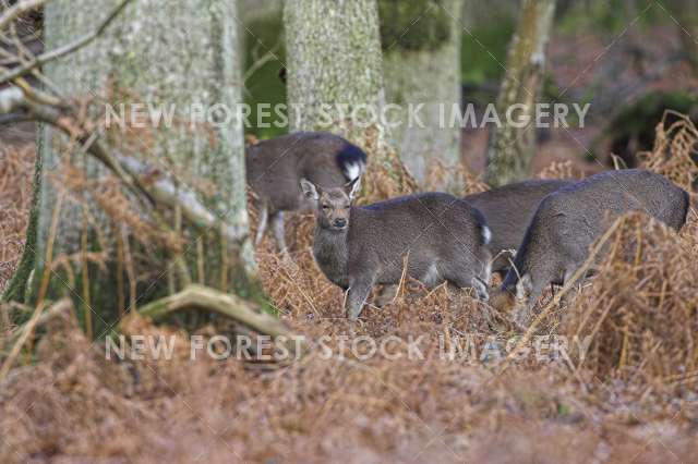 Sika Deer 01