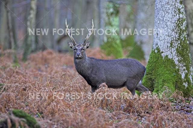 Sika Deer 02