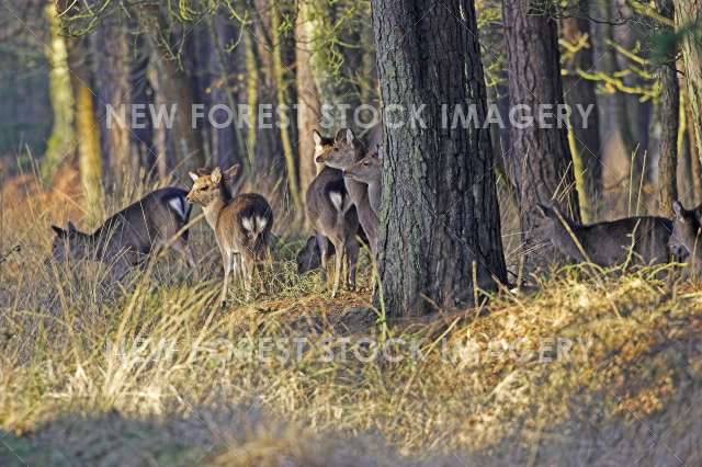 Sika Deer 03