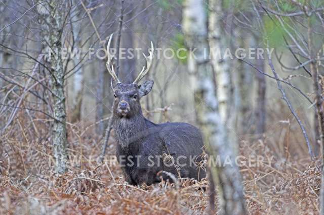 Sika Deer 04