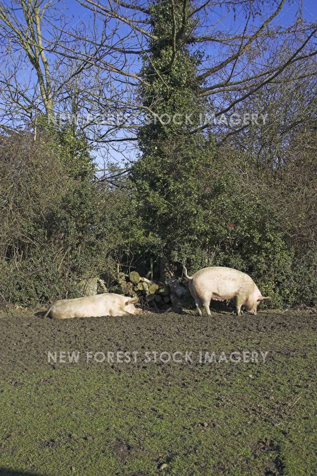 Pig 02