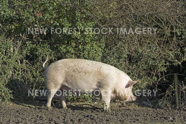 Pig 03