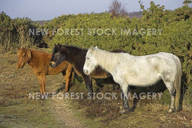 Pony on Heathland 06