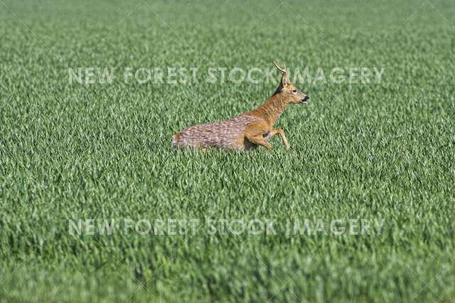 Roe Deer 06