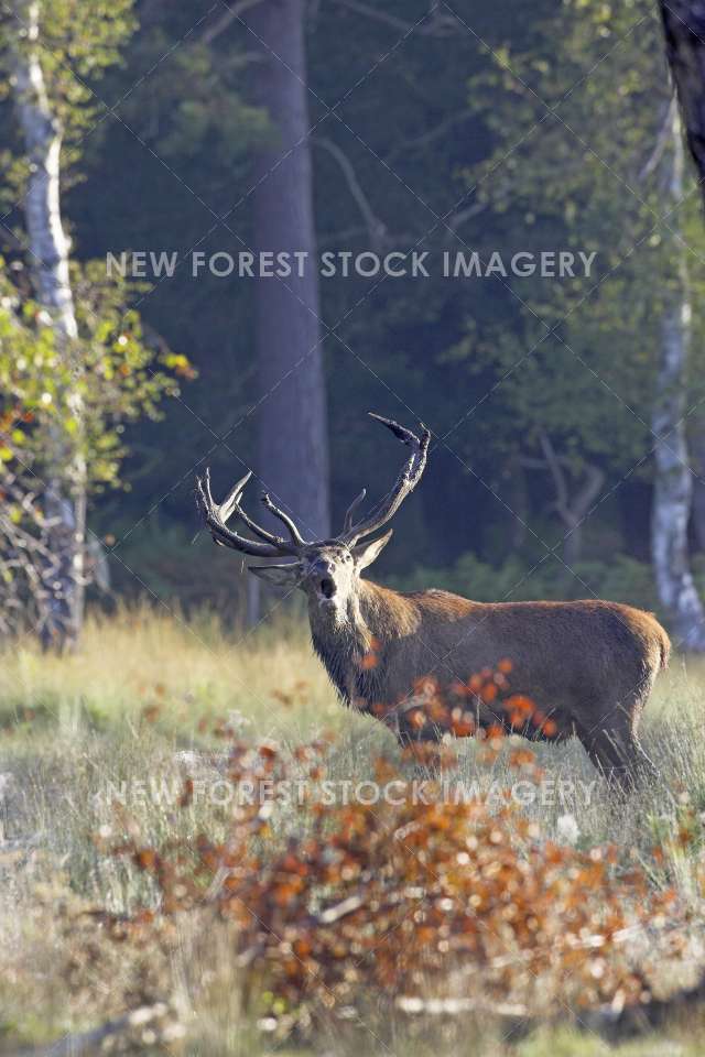 Red Deer 19