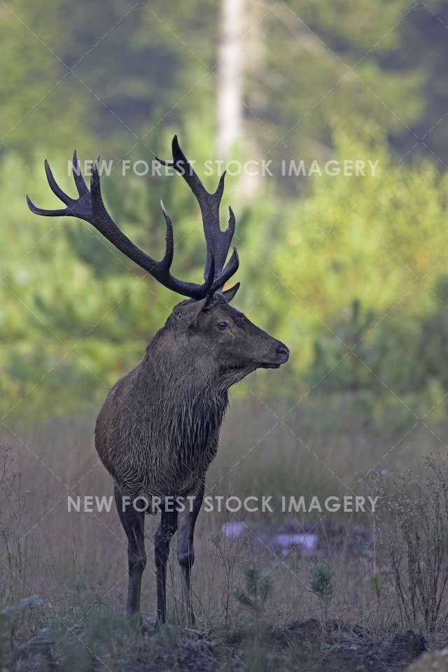 Red Deer 20