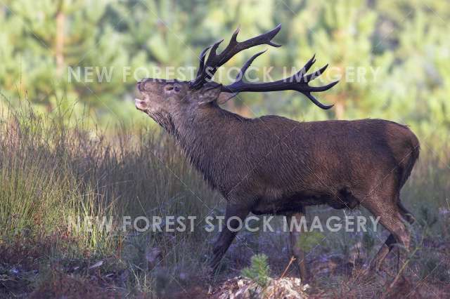 Red Deer 21