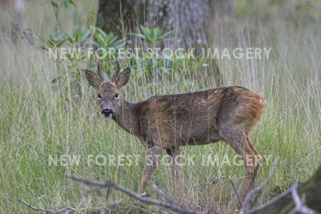 Roe Deer 07