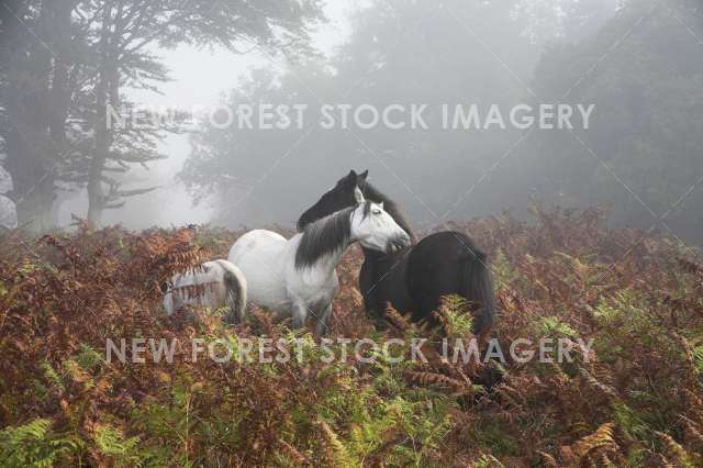 Pony on Heathland 07