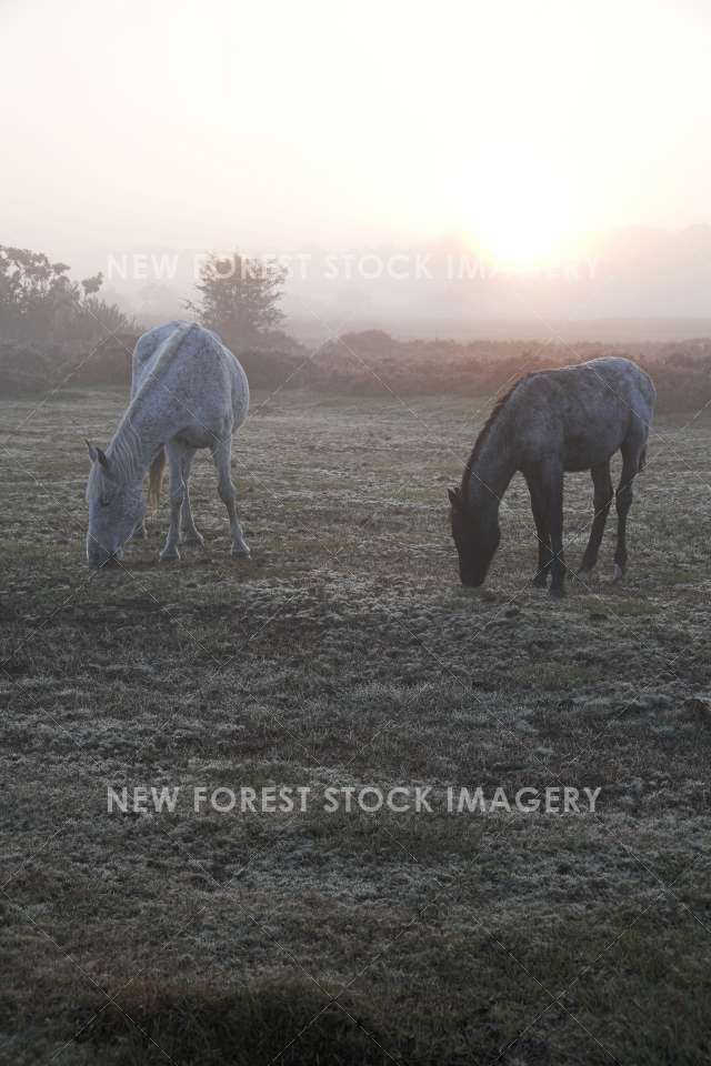 Pony on Heathland 08