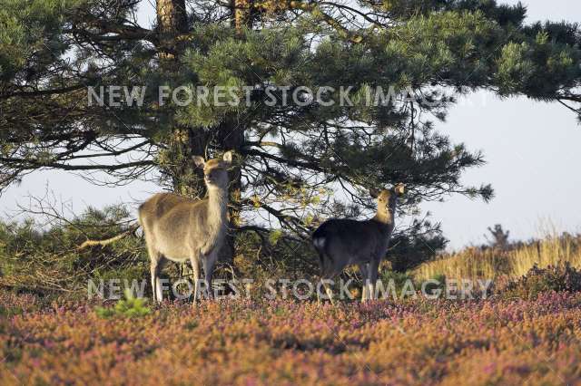 Sika Deer 07