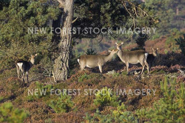 Sika Deer 08