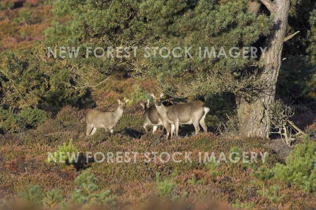 Sika Deer 09