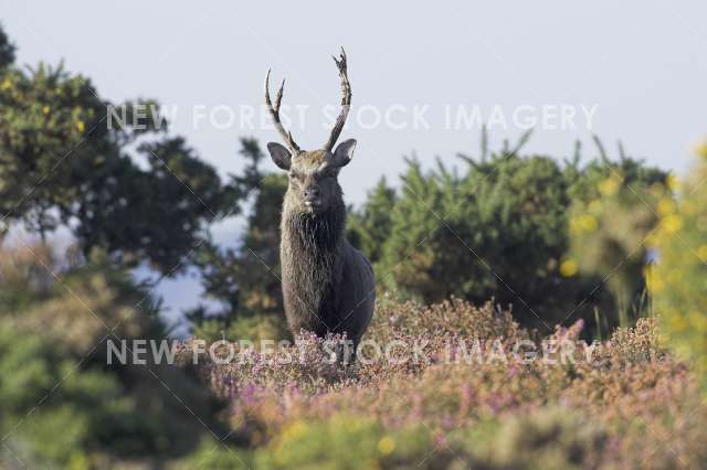 Sika Deer 11