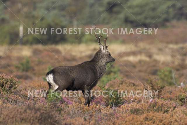 Sika Deer 12