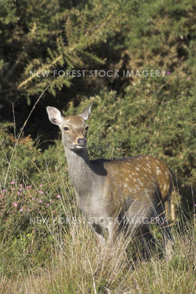 Sika Deer 13