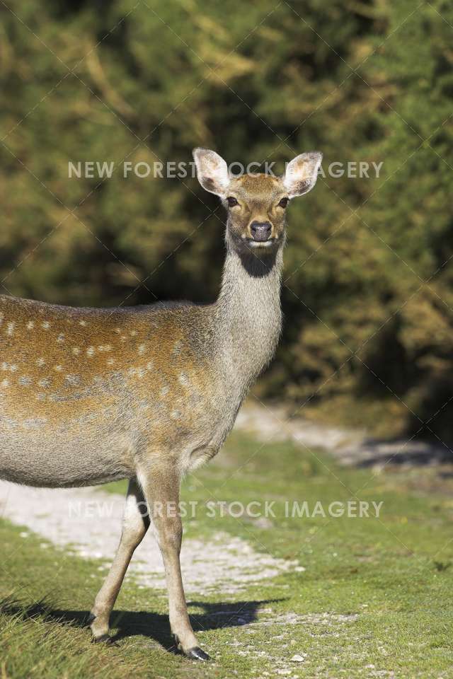 Sika Deer 14